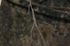 Deinopis longipes