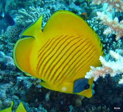 Chaetodon semilarvatus