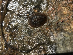 Eubrianax edwardsii