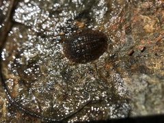 Eubrianax edwardsii