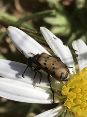 Hycleus transvaalicus