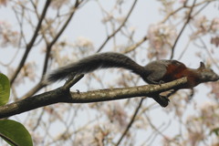 Sciurus aureogaster aureogaster
