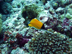 Forcipiger longirostris