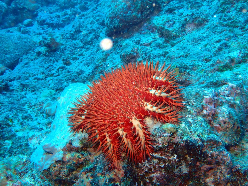 Crown-of-thorns Sea Stars