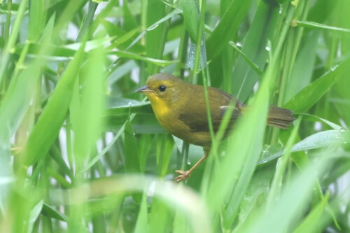Olive-crowned Yellowthroat (Geothlypis semiflava), photo 4