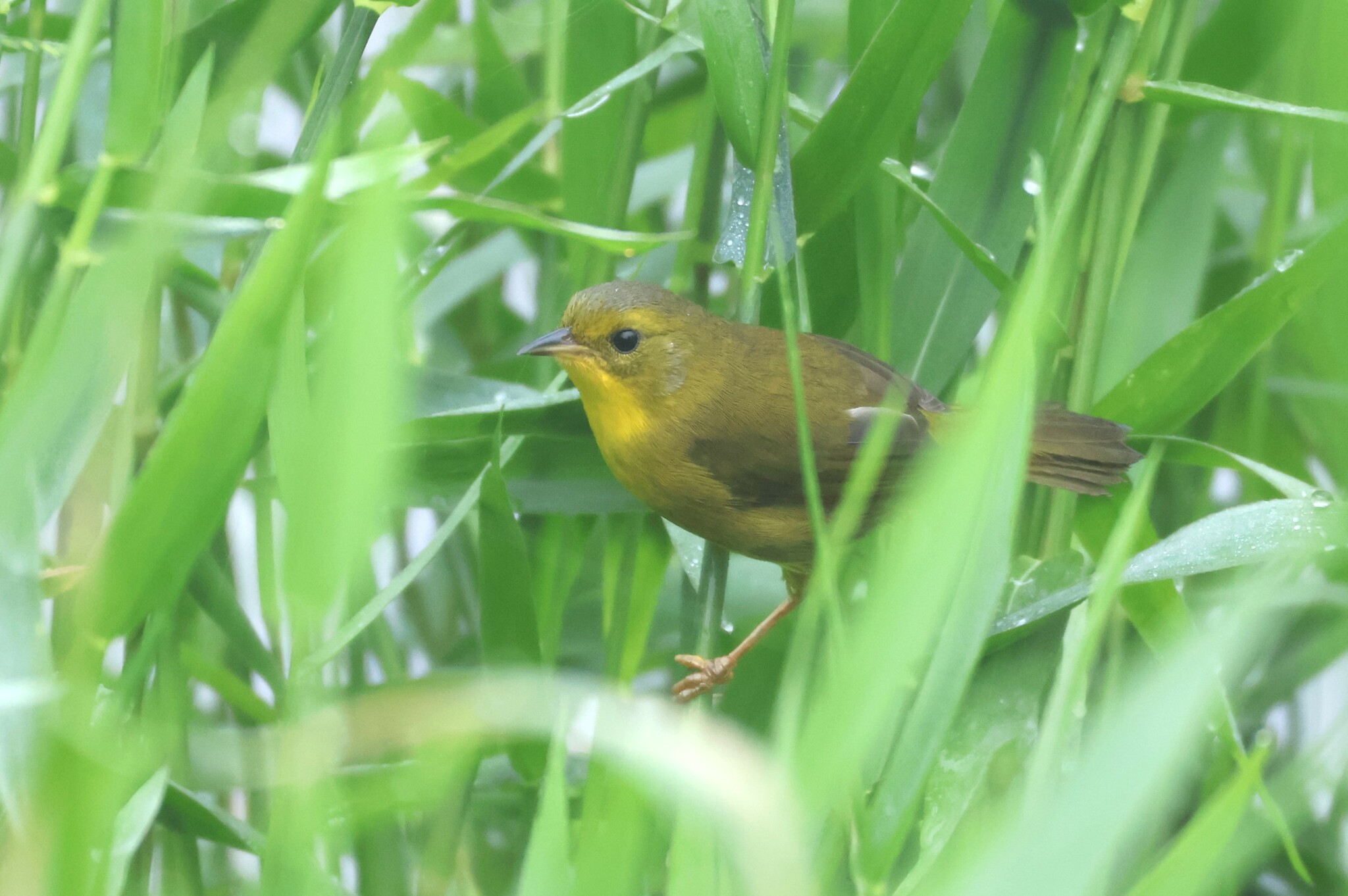 Olive-crowned Yellowthroat (Geothlypis semiflava)