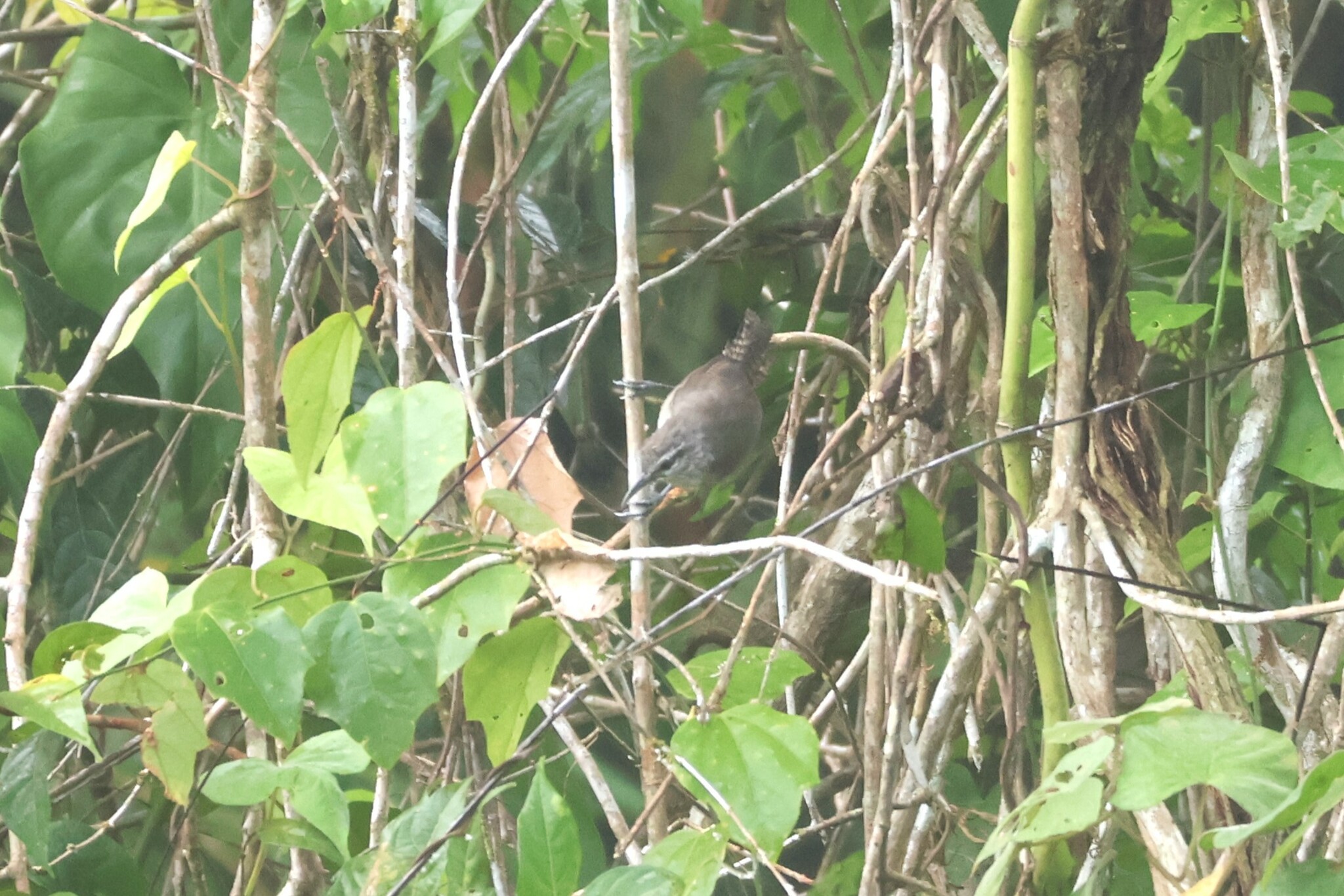 Canebrake Wren (Cantorchilus zeledoni)