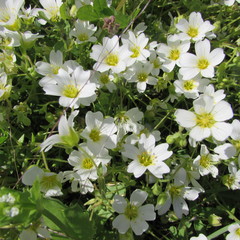 Mononeuria nuttallii