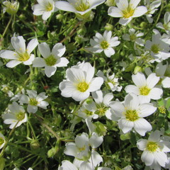 Mononeuria nuttallii