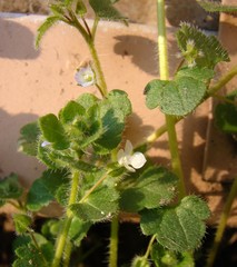 Veronica hederifolia