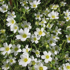 Mononeuria nuttallii