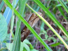Eryphanis lycomedon
