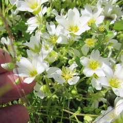 Mononeuria nuttallii