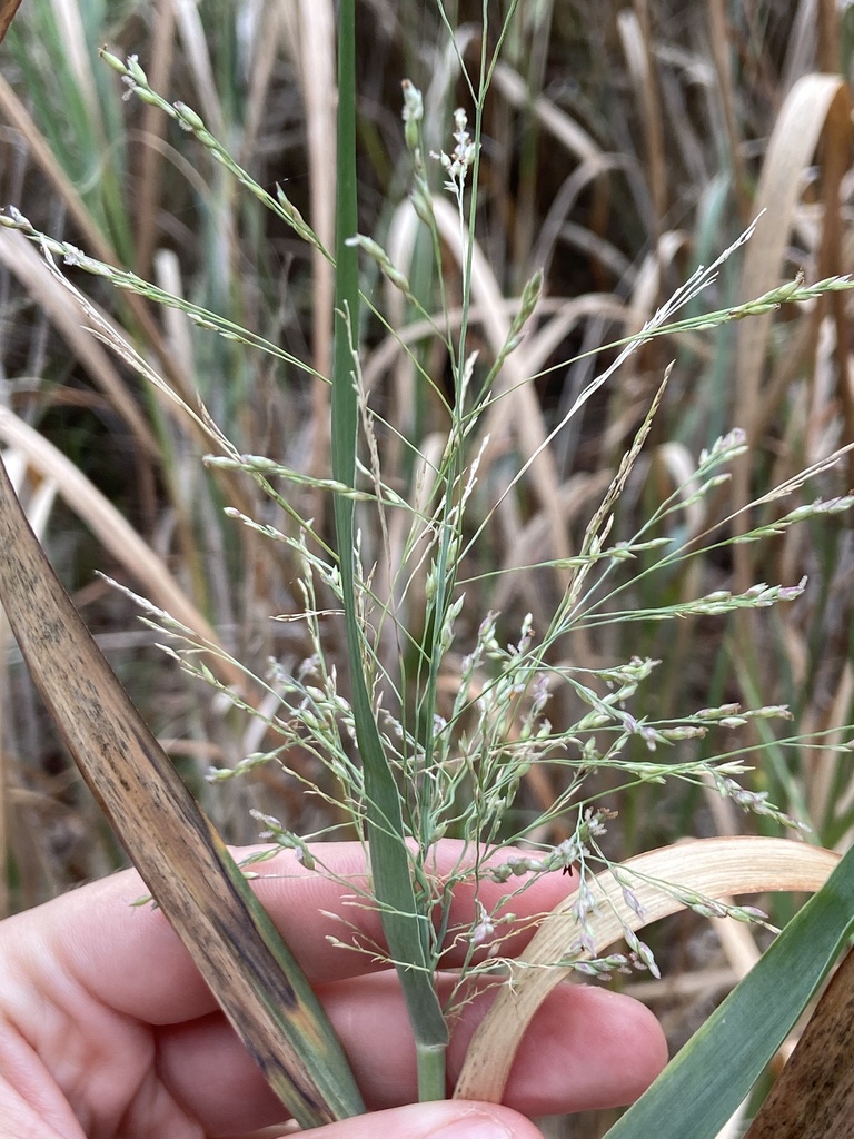 switchgrass from Kingsbury St, Austin, TX, US on October 28, 2023 at 10