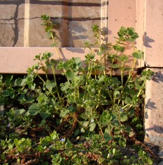 Veronica hederifolia