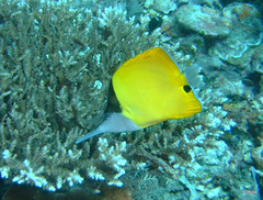 Forcipiger longirostris