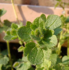 Veronica hederifolia