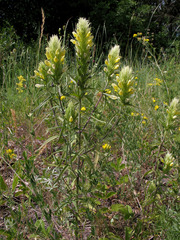 Melampyrum argyrocomum