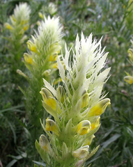 Melampyrum argyrocomum