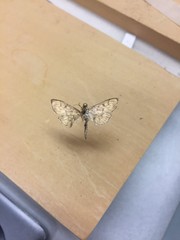 Herpetogramma aeglealis