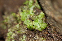 Cryptomitrium tenerum