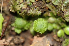 Cryptomitrium tenerum