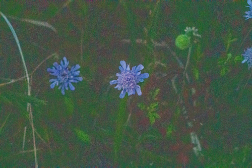 Scabiosa japonica iNat (1)