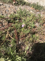 Erodium cicutarium