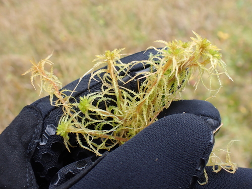 Image of Sphagnum teres by (c) Skjold Søndergaard, some rights reserved (CC BY)