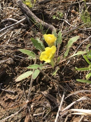 Oenothera primiveris
