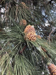 Pinus canariensis