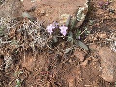 Claytonia rosea