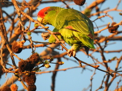 Amazona viridigenalis