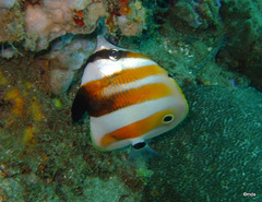 Coradion chrysozonus