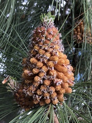 Pinus canariensis