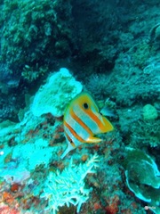 Chelmon rostratus