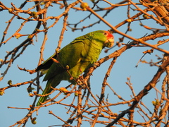 Amazona viridigenalis