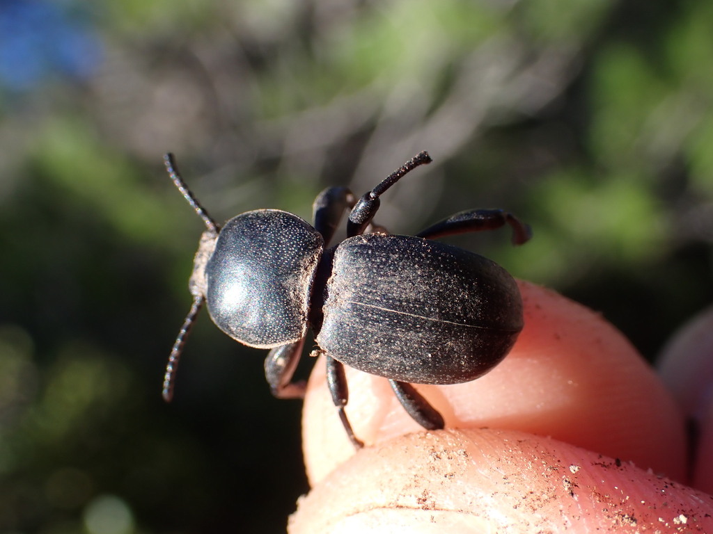 Scaurus atratus