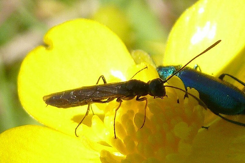 Pale-legged Stem-sawfly