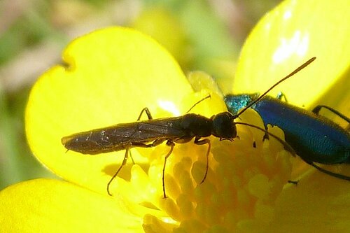 Pale-legged Stem-sawfly