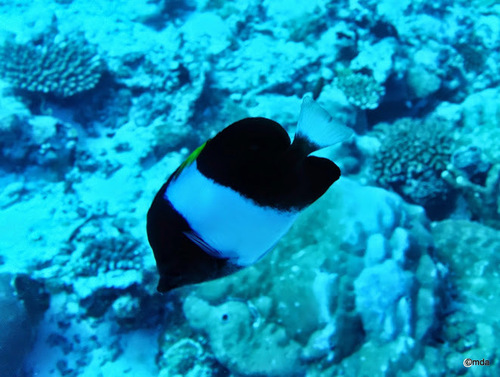 Black Pyramid Butterflyfish — seen at this dive site