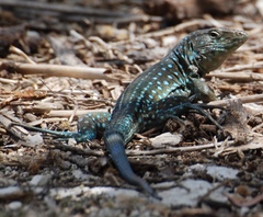 Cnemidophorus arubensis