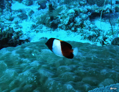 Hemitaurichthys zoster