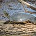 Eastern River Cooter - Photo (c) cwwood, some rights reserved (CC BY-SA)