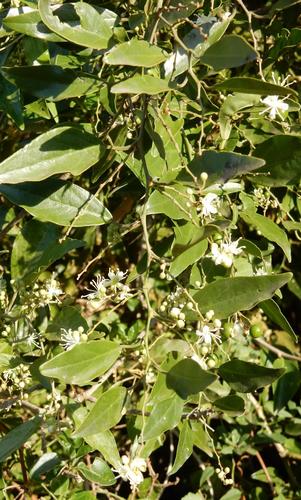 Capparis fascicularis (Capparis fascicularis)