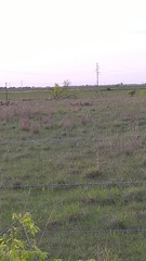 Bartramia longicauda