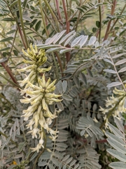 Astragalus oxyphysus