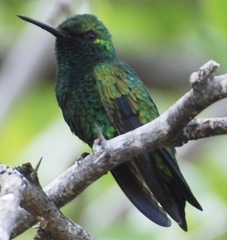 Chlorostilbon mellisugus