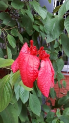 Mussaenda erythrophylla