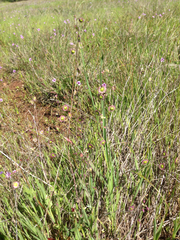 Thysanocarpus radians